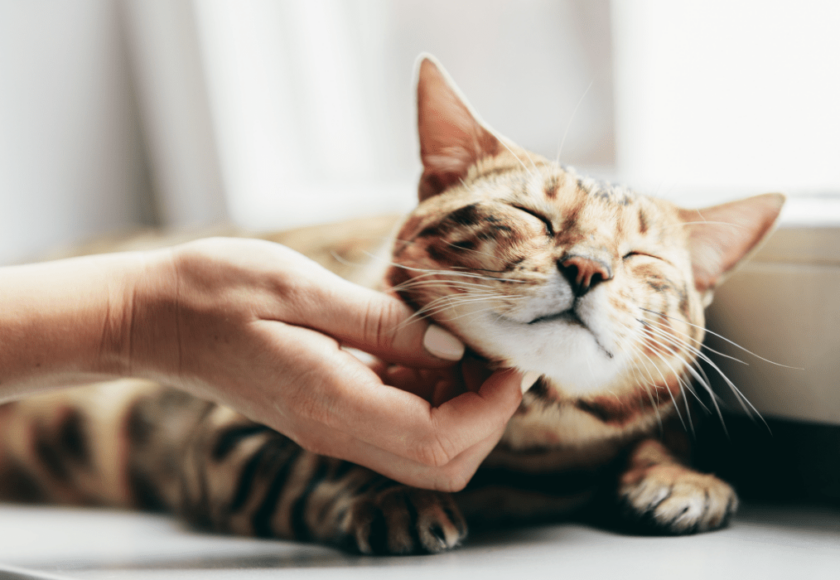 feline hyperthyroidism